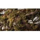 Dark Green Shrubs 