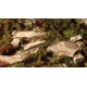 Dry Green Shrubs