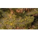 Touffes d'herbe courte printemps