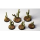 Cactus hauts (Saguaro Cacti Basing Bits)