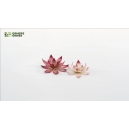 Fleurs en Photo D&eacute;coupe Papier GAMERS GRASS (Lotus Flower)