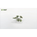 Plantes en Photo D&eacute;coupe Papier GAMERS GRASS (Bugloss)