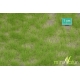 Touffes d'herbe courte printemps
