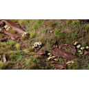 Touffes d'herbe vertes tr&egrave;s courtes (1mm)