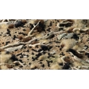 Touffes d'herbe noire tr&egrave;s courte (1mm)