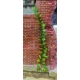 Photo découpe Plante Grimpante