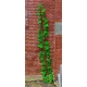 Photo découpe Plante Grimpante 1/35
