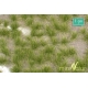 Touffes d'herbe courte printemps