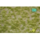 Touffes d'herbe courte printemps