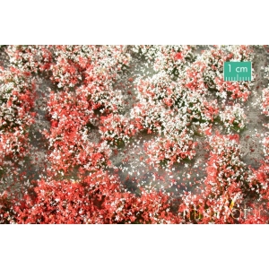 Touffes de fleurs courtes rouges et blanches