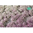 Touffes de fleurs courtes violettes et blanches