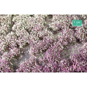 Touffes de fleurs courtes violettes et blanches