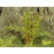 Arbustes 15 mm Fleurs jaune foncé