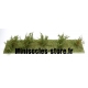 Arbustes 35-45 mm Vert Saule (x5)