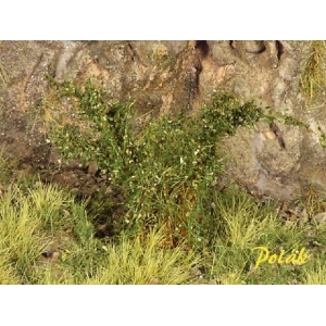 Arbustes 35-45 mm Vert Chêne (x5)