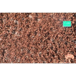 Feuilles de hêtre fin d'Automne (15x8cm)