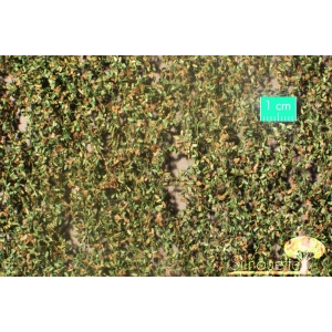 Feuilles de chêne début d'automne (15x8cm)