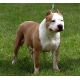 Pitbull Echelle 28-32mm