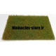 Herbe de printemps courte