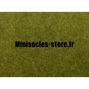 Herbe de printemps haute