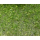 Arbustes 15 mm Fleurs jaune foncé