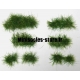 Touffes d'herbe courte printemps