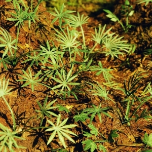 Photo Découpe Papier Plantes Asiatiques 1:72