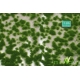 Touffes d'herbe courte printemps