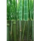 Exemple de bambous dans la nature