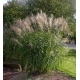 Exemple de Miscanthus sinensis dans la nature