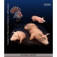 Set d'animaux méditerranéens et africains (x9) Echelle 54mm