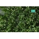 Touffes d'herbe courte printemps