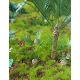 Photo Découpe Papier + Résine Plantes Jungle (N°1) 1:35