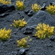 Touffes d'herbe courte printemps