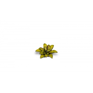 Plantes en Photo Découpe Papier GAMERS GRASS (Dumb Cane)