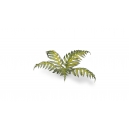 Plantes en Photo Découpe Papier GAMERS GRASS (Bracken)