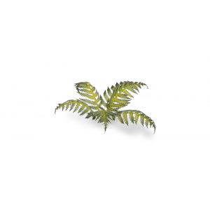 Plantes en Photo Découpe Papier GAMERS GRASS (Bracken)