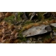 Plantes en Photo Découpe Papier GAMERS GRASS (Dry Bracken)