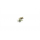 Plantes en Photo Découpe Papier GAMERS GRASS (Plantain Lily)