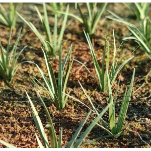 Photo Découpe Herbes Hautes 1:35