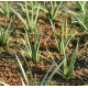 Photo Découpe Herbes hautes 1:35