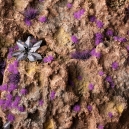 Touffes d'herbes Aliens violettes (2mm)