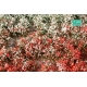 Touffes de fleurs courtes jaunes et blanches