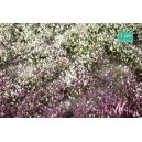 Touffes de fleurs hautes violettes et blanches