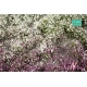 Touffes de fleurs hautes violettes et blanches