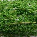 Herbes Naturelles Séchées N°3 Vert Clair