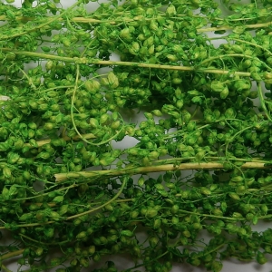 Herbes Naturelles Séchées N°3 Vert Clair