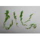 Herbes Naturelles Séchées N°3 Vert Clair