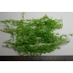 Herbes Naturelles Séchées N°3 Vert Clair