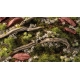 Touffes d'herbe courte printemps